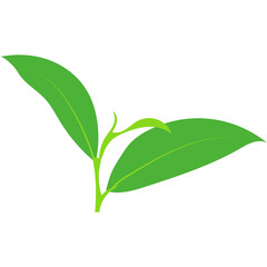 Green Tea Leaves