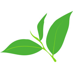 Green Tea Leaves