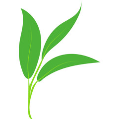 Green Tea Leaves