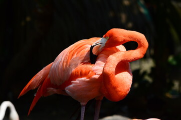 flamingo in the zoo