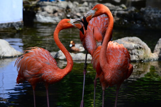 flamingo in the zoo