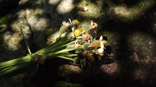 bidens pilosa flowers on paving