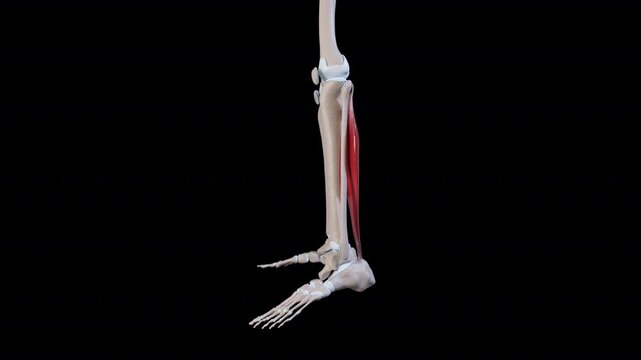 Soleus Muscle Movement Side View