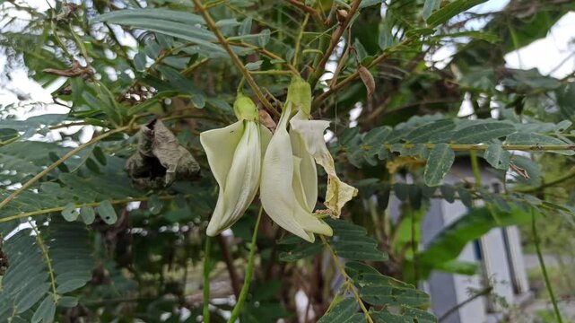 white Sesbania grandiflora on tree
