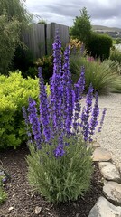 violet flower in the garden