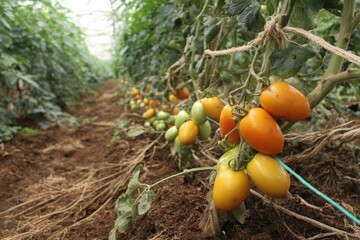 Data sheet with tomato crop condition metrics