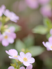 Fototapeta premium close up of pink flowers