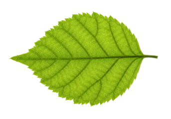 Single Green Leaf Showing Veins on Transparent Background