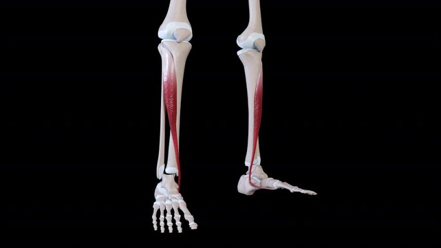 Tibialis Anterior Muscle Movement
