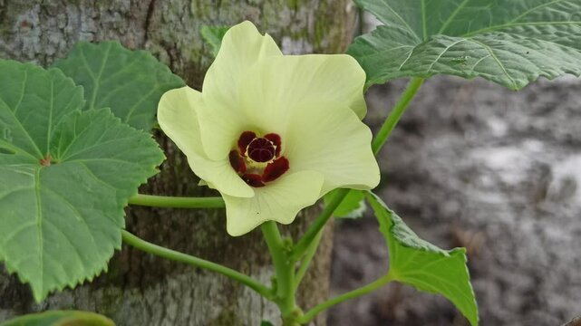 Abelmoschus esculentus Moench