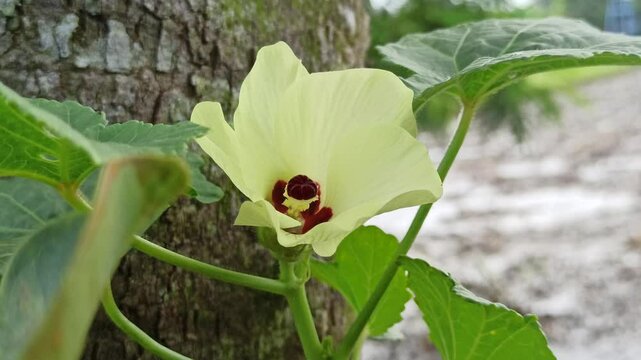 Abelmoschus esculentus Moench