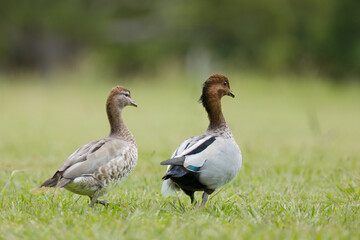 Two wood ducks or maned ducks, male and female, which spend most of their time on land, walking across grass in parklands at the botanical garden on the Gold Coast in Queensland, Australia.