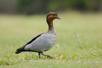 A male wood duck, a duck that nests in trees and spends a lot of time eating grass on land, struts across park grassland at the botanical gardens on the Gold Coast in Queensland, Australia.