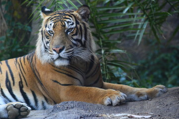 tiger in zoo