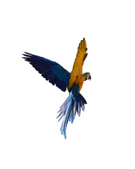 blue gold macaw parrot isolated on white background. This has clipping path.