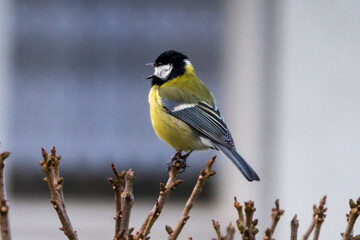 Bird