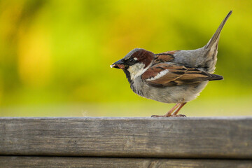 Birds