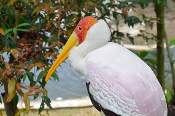 Close-Up of a Yellow-Billed Stork in KL Bird Park, Malaysia	