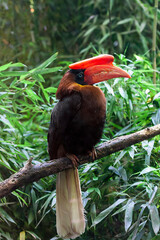 Hornbill perched on a branch surrounded by lush green foliage.