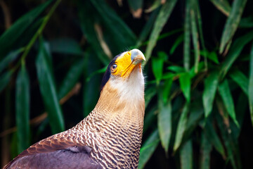 close-up of a Northern crested caracara (Caracara cheriway).