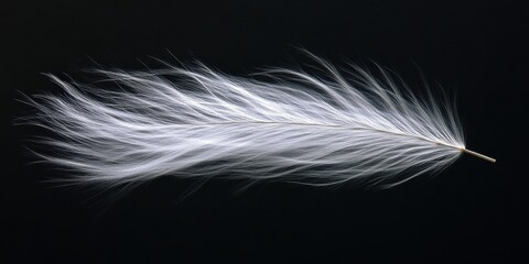 Elegant White Feather Soft Downy Plume Black Background Airy Delicate Light Nature calm wind flow