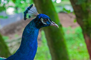 Fototapeta premium Indian peafowl (Pavo cristatus) displaying vibrant blue plumage. 