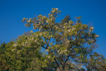 Lush brushes of white acacia flowers in full bloom under a clear blue sky. Blooming inflorescences of Robinia pseudoacacia in the spring. Spring freshness. Photo background.