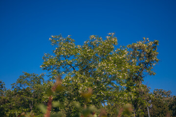 Lush brushes of white acacia flowers in full bloom under a clear blue sky. Blooming inflorescences of Robinia pseudoacacia in the spring. Spring freshness. Photo background.