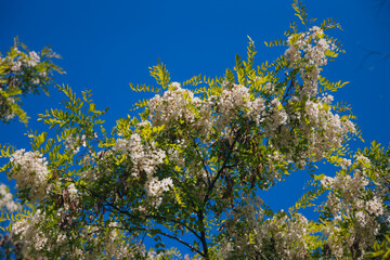 Lush brushes of white acacia flowers in full bloom under a clear blue sky. Blooming inflorescences of Robinia pseudoacacia in the spring. Spring freshness. Photo background.