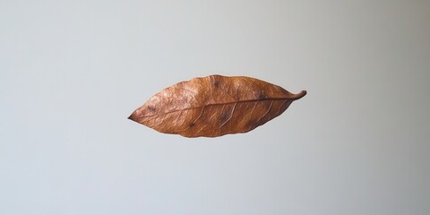 Obraz premium Single Dried Brown Leaf Autumn Nature Minimalist Photography up dry fall tone twig life plant image