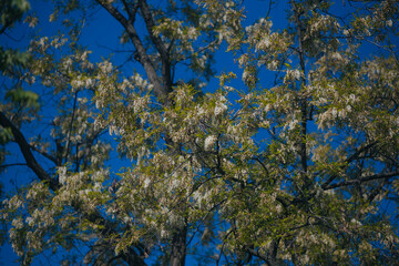 Lush brushes of white acacia flowers in full bloom under a clear blue sky. Blooming inflorescences of Robinia pseudoacacia in the spring. Spring freshness. Photo background.