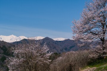 春山と桜