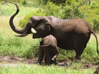 Fototapeta premium Mother and Baby Elephant splashing in the mud