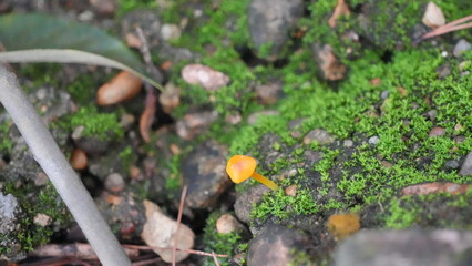 Tiny Yellow Mushroom Growing from the Mossy Forest Floor