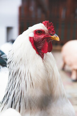 White rooster in close range in the farm. detailed portret of rooster