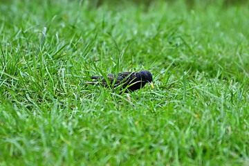 A black starling searches for food in the grass.