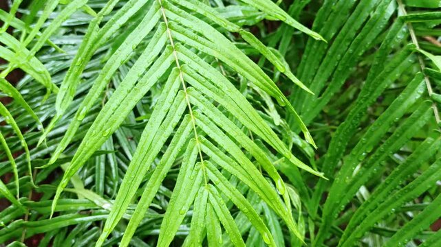 Stenochlaena palustris leaves wet from the rain, symbolizing freshness, tropical beauty, and the natural resilience of ferns thriving in humid and rainy environments.