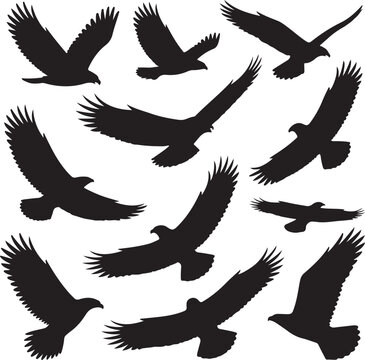 Black silhouette illustrations of soaring eagles with various wing positions on a white background