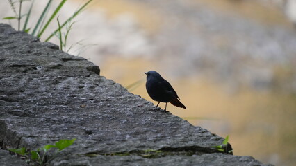 Plumbeous Redstart (Phoenicurus fuliginosus) Perched on Stone Wall