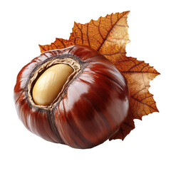 Autumn Chestnut on Transparent Background