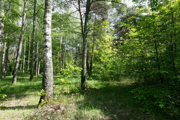 Obraz premium Sunlit Pathway Through a Lush Forest