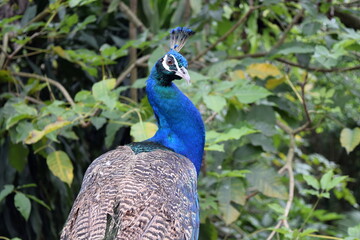 Colorful Peacock standing proudly at Kuala Lumpur Bird Park, Malaysia
