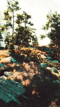 Naked cliffs host a thriving forest of towering pines