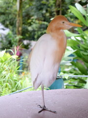 Western Cattle Egret (Ardea ibis) in Kuala Lumpur Bird Park, Malaysia