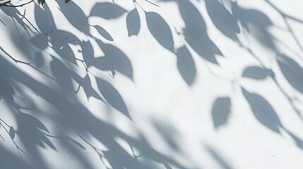 shadow overlay, Abstract natural tree leaves shadow on white wall background