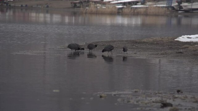 Poule d'eau sur lac