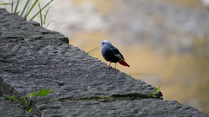 Male Plumbeous Redstart (Phoenicurus fuliginosus)