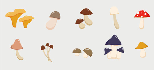 Collection of illustrations of various types of cute mushrooms, flat illustration