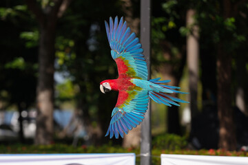 green-winged macaw parrot free flying bird