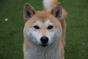 A friendly Shiba Inu looking directly at the camera on green grass.